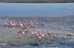 Laguna Hedionda, lar de centenas de flamingos, no caminho para o Salar de Uyuni, na Bolívia
